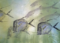 Michael Reimer Gyotaku Fish Prints Lookdowns and Ladyfish